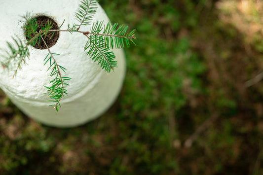 Mycelium Pet Urn Do’s and Don’ts: What Makes It Different From a Traditional Urn