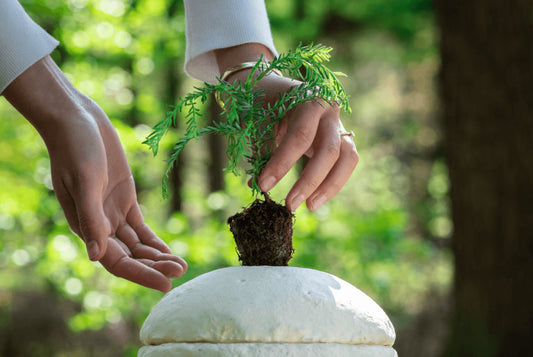 Biodegradable Pet Urn Do’s and Don’ts: A Simple Guide for Pet Parents