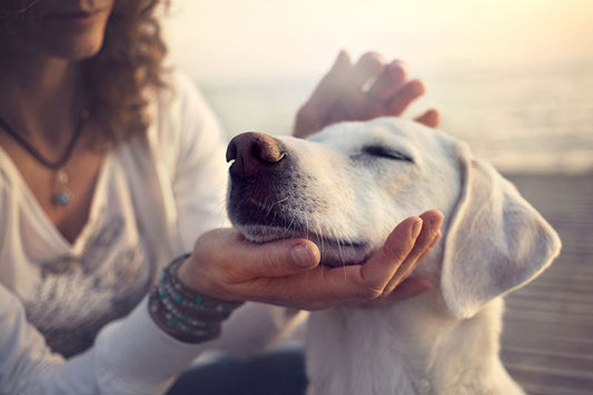 Pet Cremation Do’s and Don’ts: What to Know Before Choosing an Option