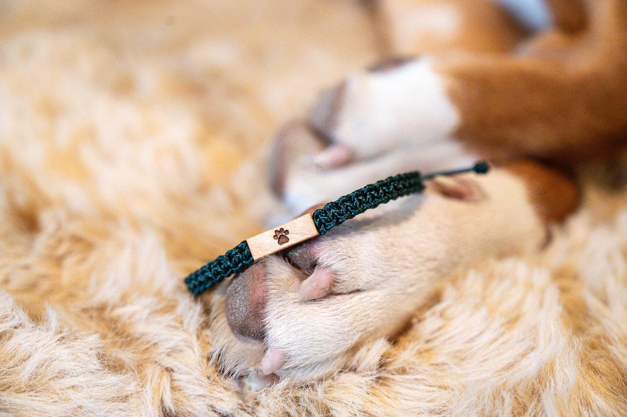 LovFur™ Custom Pet Paw Print Bracelet